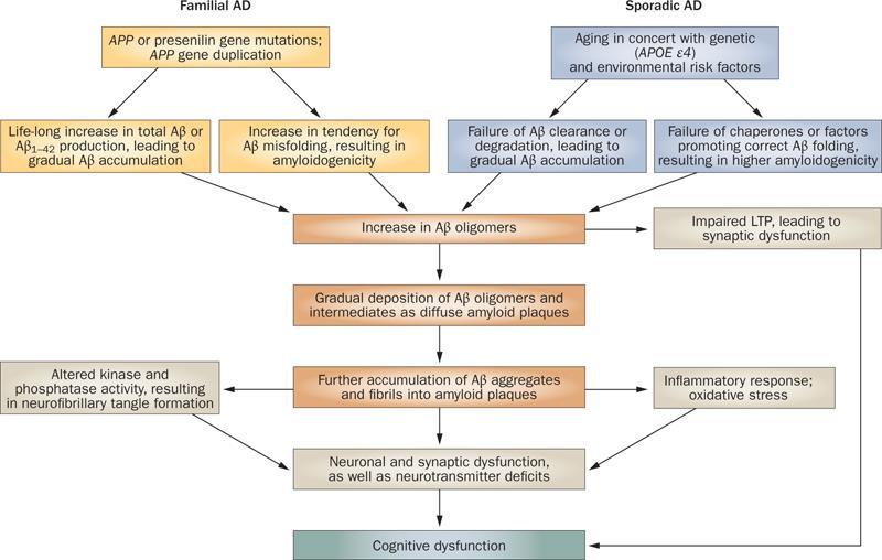 The amyloid cascade hypothesis of AD Blennow, K.