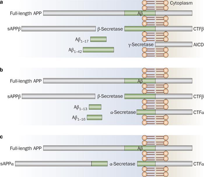 Metabolic pathways for the generation of APP fragments detected in the