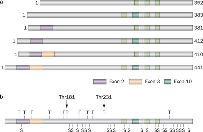 Tau isoforms and phosphorylation sites Blennow, K.