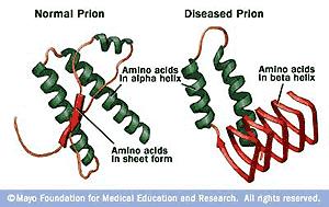 PrP Sc proteina prionica patologica e PrP c proteina prionica cellulare PrP c PrP Sc dimensioni 33-35kd