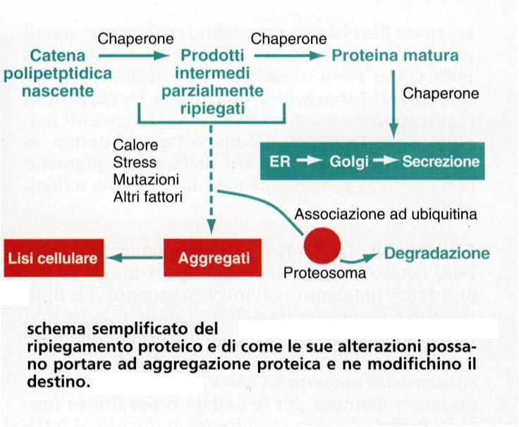 Amiloidosi (beta-fibrillosi) Accumuli progressivi nei parenchimi di