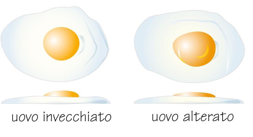 affondano l osservazione dell