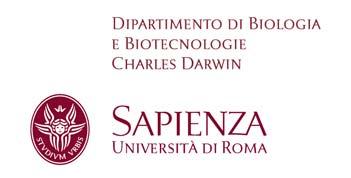 BANDO PER n. 33 BORSE DI COLLABORAZIONE DI STUDENTI IL DIRETTORE DEL DIPARTIMENTO DI BIOLOGIA E BIOTECNOLOGIE CHARLES DARWIN Prof. Stefano Biagioni VISTO VISTO VISTA l art. 13 della Legge 2.12.1991 n.