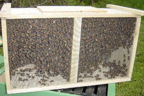 Il pacco d api Il pacco d api rappresenta l alternativa alla messa a sciame e quindi ne parliamo E un insieme di api (normalmente da 1, 5 a 2 Kg) raccolto scrollando le api dai favi di