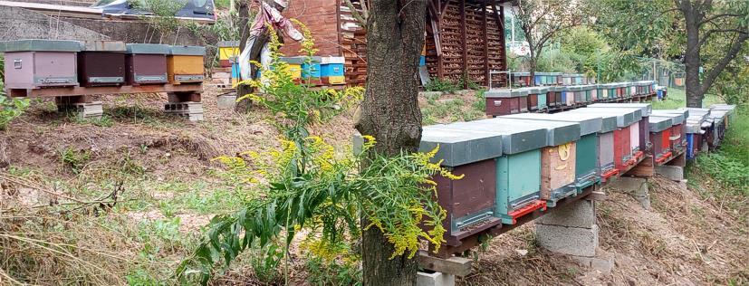 Nuclei estivi Penultima tapa: siamo a fine ottobre (si noti Solidago canadensis in piena fioritura ricca di polline).