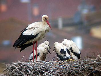 29 maggio: la postazione di osservazione de "Il giorno della cicogna" e il nido con un adulto e i