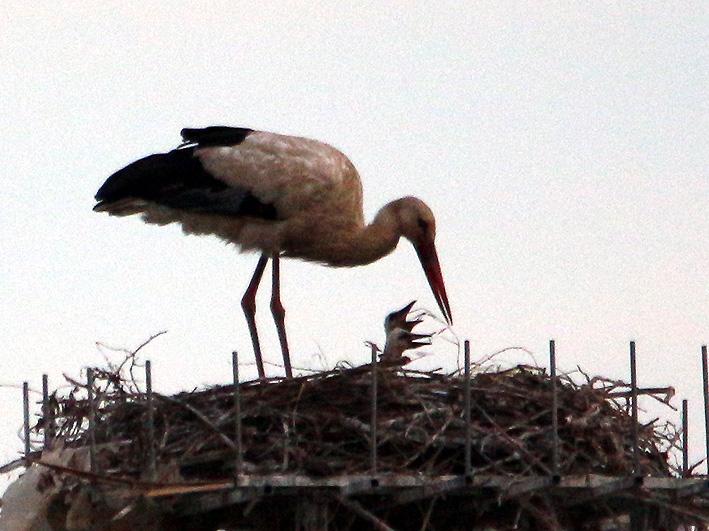 Alla fine del mese di giugno le quattro giovani cicogne si involano, anche se continuano a frequentare il nido.