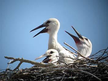 7 giugno, pulcini di circa 45 giorni nel nido (foto Enrico Zarri) 9 giugno, adulto con i quattro pulcini (foto