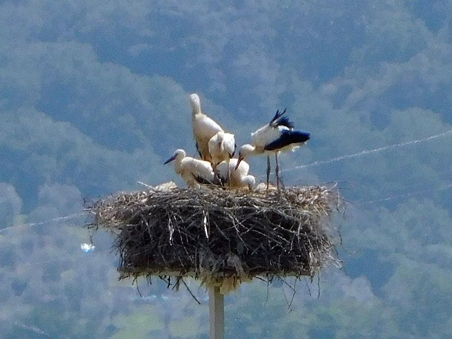 10 giugno, "Il giorno della cicogna" e pulcini sul nido con un genitore (foto Enrico Zarri)