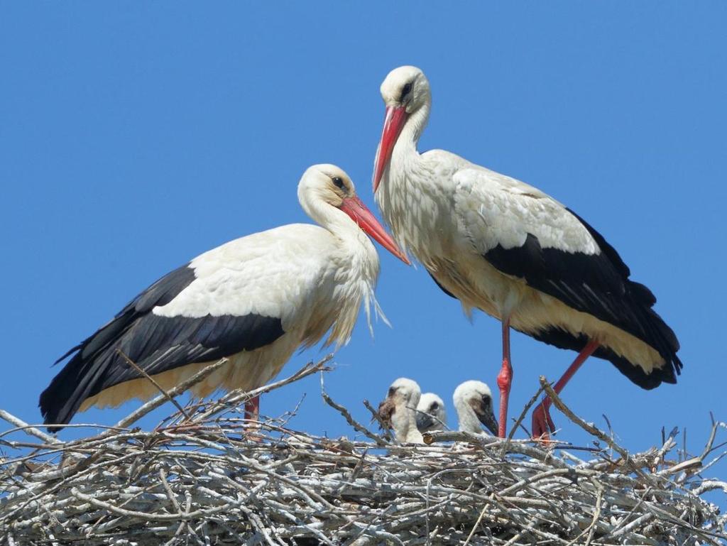 5 maggio, la coppia sul nido con 4 pulcini (foto Gino Santini) 5 MAGGIO Nel nido si vedono almeno 4 pulcini.