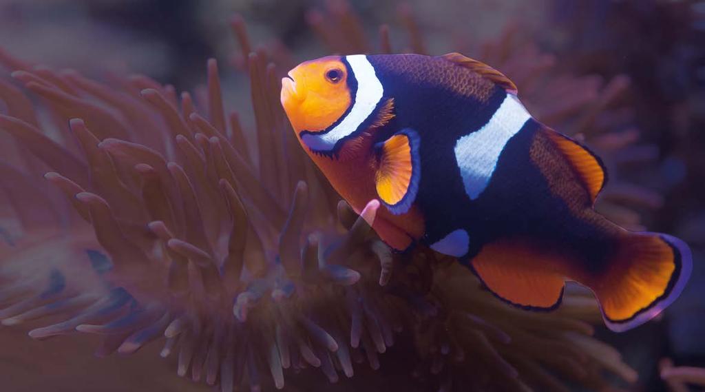 L esperto risponde Attività didattiche per la Scuola dell Infanzia SEA LIFE AQUARIUM SEA LIFE JESOLO Con quasi 50 strutture presenti in 17 paesi, il network SEA LIFE ospita più di 200.