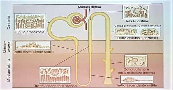 1. Tubulo contorto prossimale: epitelio cilindrico con cellule che presentano sul lato luminale numerosi microvilli (che, come a livello intestinale, hanno la funzione di andare ad ampliare la