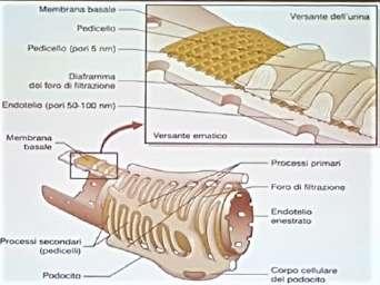 5. Dotti collettori il cui percorso è distinto in una prima parte corticale e una parte midollare.