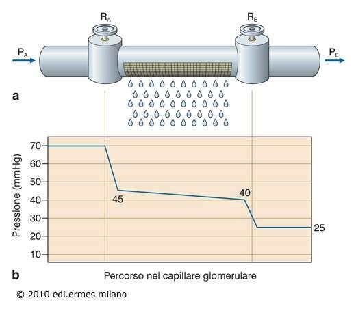 equilibrio pari a 0 (pressione netta di filtrazione nulla).