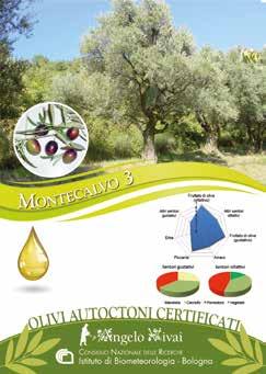 di Montebudello L olio presenta un medio sentore di fruttato di oliva con note piccanti che prevalgono sull amaro.
