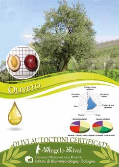 di Oliveto L olio presenta un leggero sentore di fruttato di oliva percepito sia al gusto che all olfatto con lievi note di piccante e di amaro in equilibrio tra loro.