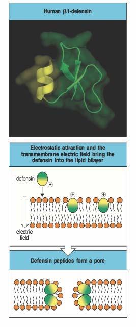Defensine Peptidi carichi di 30-40aa che presentano una regione carica positivamente separata da una regione idrofobica In pochi minuti distruggono le membrane cellulari di batteri, funghi e di