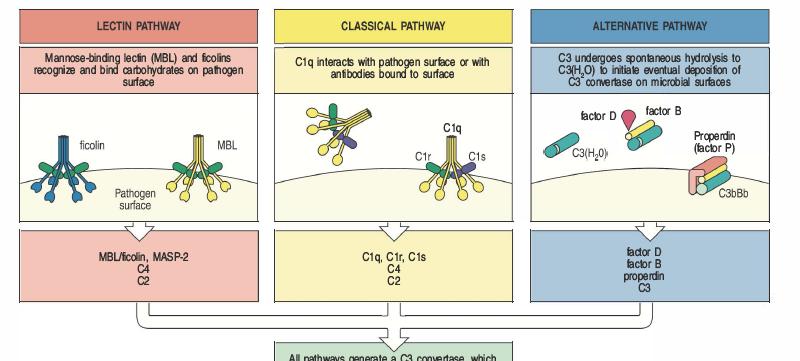 I fase Attivazione via lectine: MBL (mannose-binding lectin) o ficoline riconoscono carboidrati presenti sulla superficie esterna del microrganismo patogeno Attivazione classica : C1 (che comprende