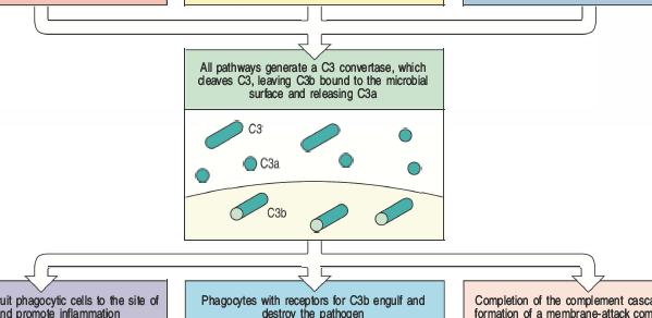 II fase Nella fase precedente si genera una attività di C3 convertasi (varia in funzione del pathway di attivazione), che cliva C3 per generare: C3b, componente chiave che si lega in maniera