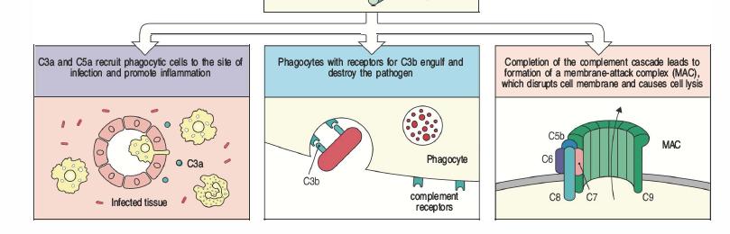 III fase Reclutamento di fagociti, opsonizzazione C3b+C3convertasi -> C5 convertasi che libera C5a (pro-infiammazione) e C5b che inizia gli eventi finali dell