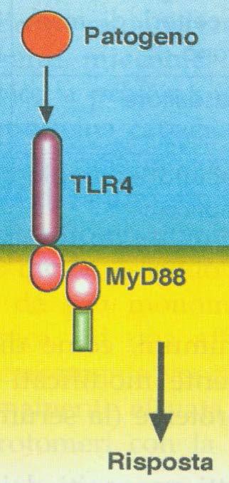 Esempio di recettore immunità PAMP innata:tlr PRR Cellule immunità innata (macrofagi, dendritiche, polimorfonucleati) sono in grado di riconoscere strutture molecolari comune a patogeni diversi: