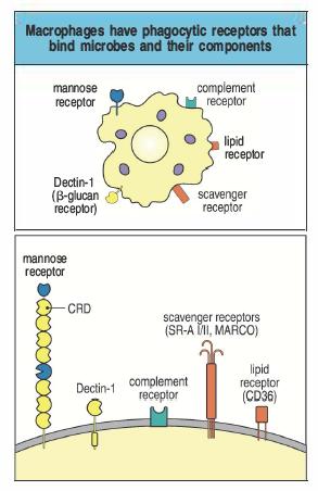 Riconoscimento degli agenti patogeni I fagociti esprimono diversi recettori di superficie in grado di riconoscere agenti patogeni direttamente, o mediante