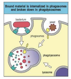 Fagocitosi Il patogeno viene inglobato all interno del fagocita dopo una invaginazione della membrana plasmatica, a formare una vescicola che contiene il patogeno detta fagosoma Il fagosoma si