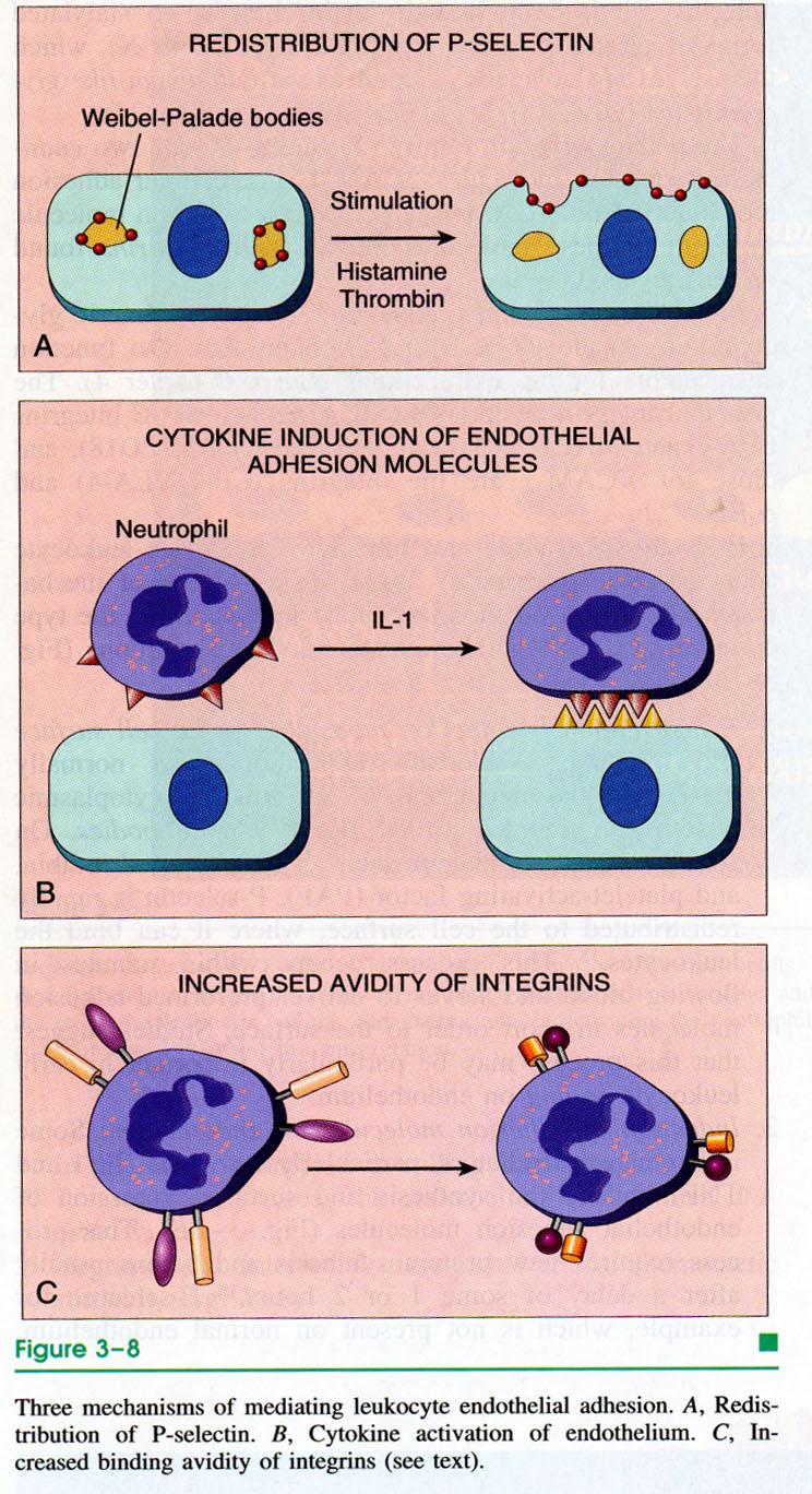 Come vengono regolate le molecole di adesione durante attivazione leucocitaria? Ri-distribuzione: P-selectin presente in cell.