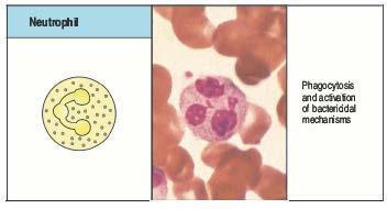 Granulociti Vita più breve dei macrofagi (pochi giorni), e vengono prodotti in maniera regolata aumentando durante episodi di infezione o infiammazione Fagociti anch essi, svolgono un ruolo chiave
