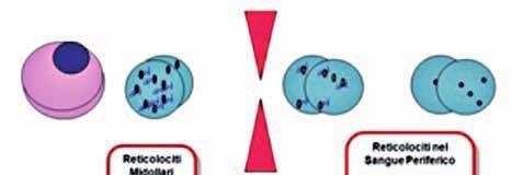 Eritroblasti ortocromatici midollari Tempo di permanenza 2-3 giorni Figura 4. Maturazione dei reticolociti ed immissione in circolo.