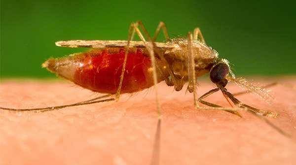 MALARIA Ecco la zanzara anti-malaria Un équipe di scienziati è riuscita, usando una tecnica di modifica del