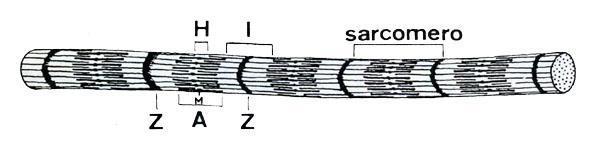 filamenti spessi di miosina (15 nm di spessore e circa 1.