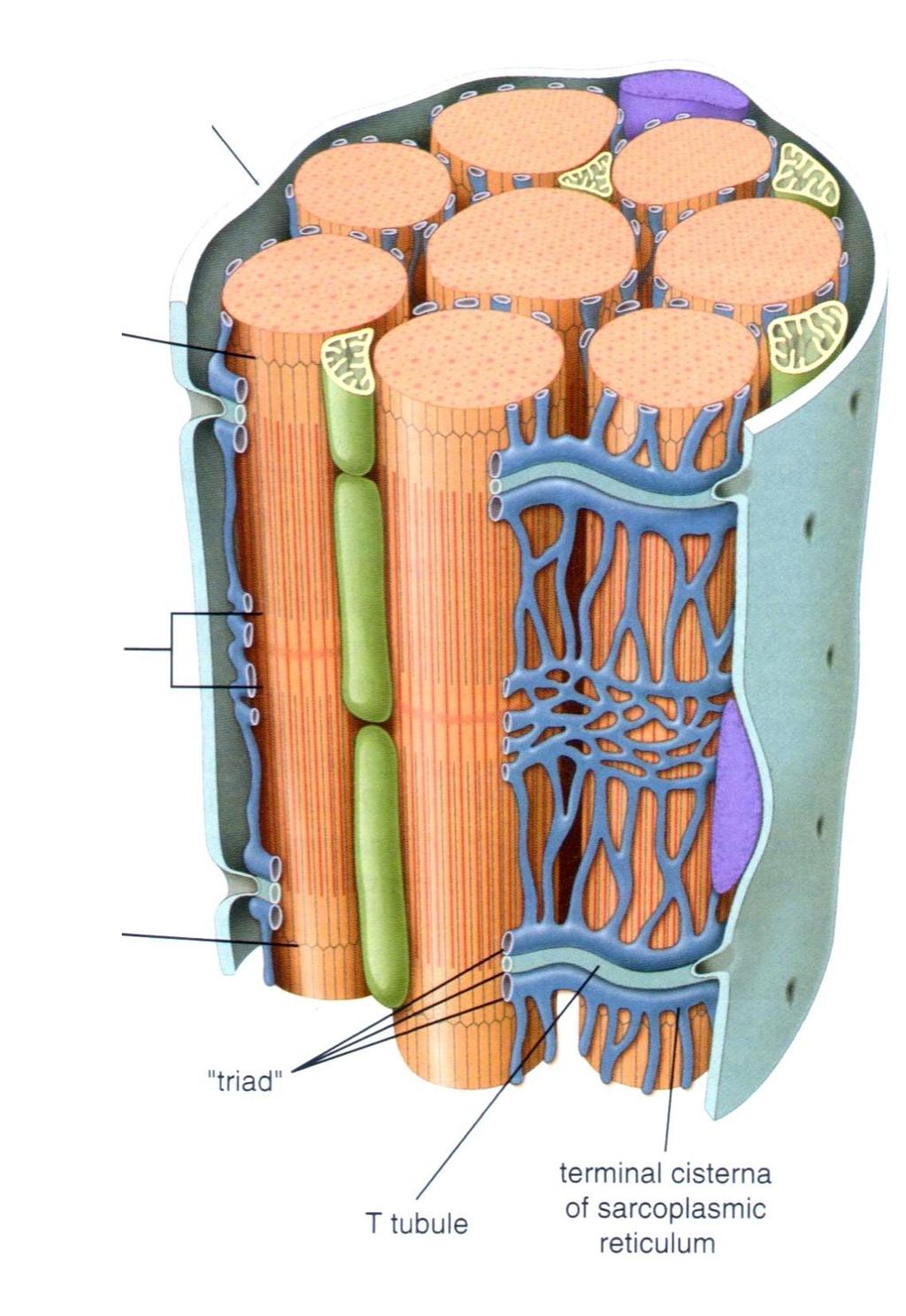 Sarcolemma Linea Z Cisterna fenestrata