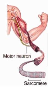 Un muscolo scheletrico si contrae sempre a seguito di uno stimolo proveniente da neuroni motori del SN volontario (ogni