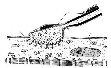 Il neuromediatore delle sinapsi neuromuscolare è l acetilcolina (sinapsi colinergica) introflessioni del