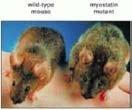 Mutazioni genetiche che determinano deficienza in miostatina si associano a enorme incremento delle