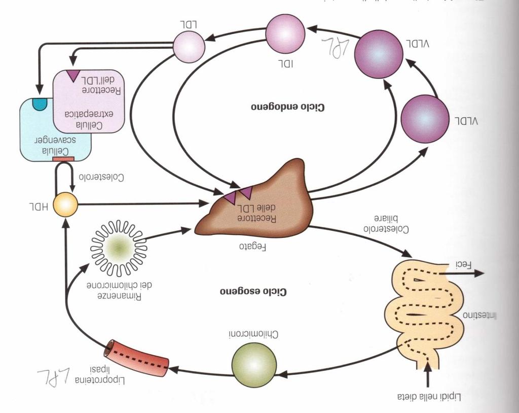 Vie esogena ed endogena del metabolismo lipidico Il metabolismo delle lipoproteine si può immaginare come suddiviso