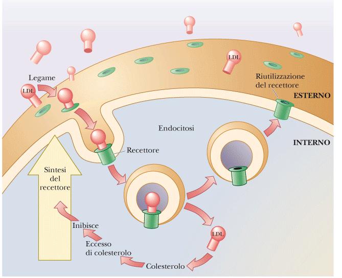 Quando la cellula ha colesterolo a sufficienza, la sintesi di tali recettori è