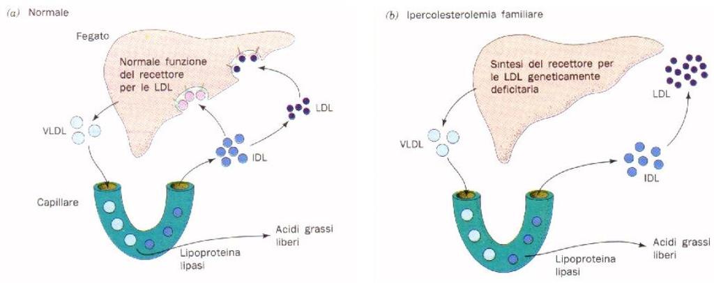 Il malfunzionamento o l assenza del recettore su base ereditaria è responsabile dell ipercolesterolemia familiare (FH); una mutazione specifica dell Apo B-100