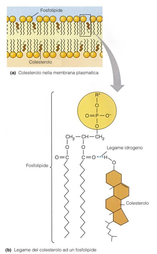 LIPIDI Colesterolo Dopo la biosintesi: Una piccola parte del colesterolo viene incorporato nelle membrane cellulari Una gran parte viene esportato come: Esteri del colesterolo Sali biliari Esteri del