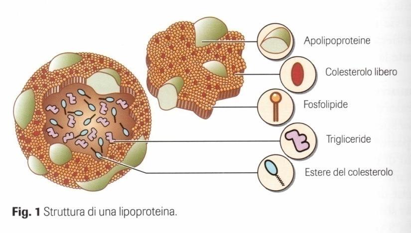 A causa di scarsa o nulla solubilità nel plasma (mezzo acquoso), i lipidi hanno bisogno di ancorarsi a proteine per