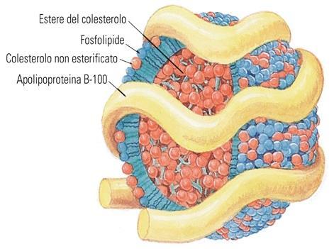 GLOBULARE, che trasportano lipidi apolari (soprattutto trigliceridi ed esteri del colesterolo) e proteine definite