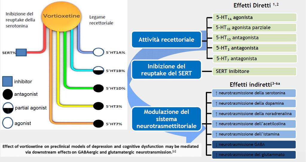 Vortioxetina: antidepressivo con meccanismo d azione multimodale che combina l inibizione del SERT con la modulazione dei recettori serotoninergici a_in the forebrain; the precise contribution of the