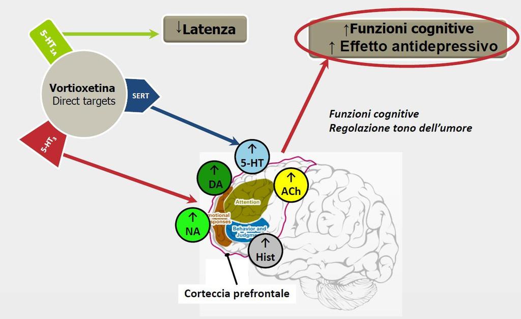 Vortioxetina: potenziali implicazioni cliniche SERT, serotonin transporter; 5-HT,