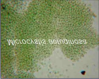 Il genere Microcystis appartiene ai cianobatteri più importanti e studiati per la formazione di fioriture nei corpi idrici All interno di questo genere si distingue la specie cosmopolita M.