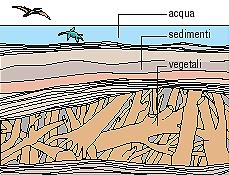 Carbonizzazione: gli alberi sono coperti da fango che si trasforma in roccia.