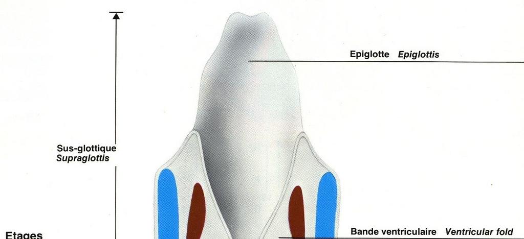 STRUTTURA