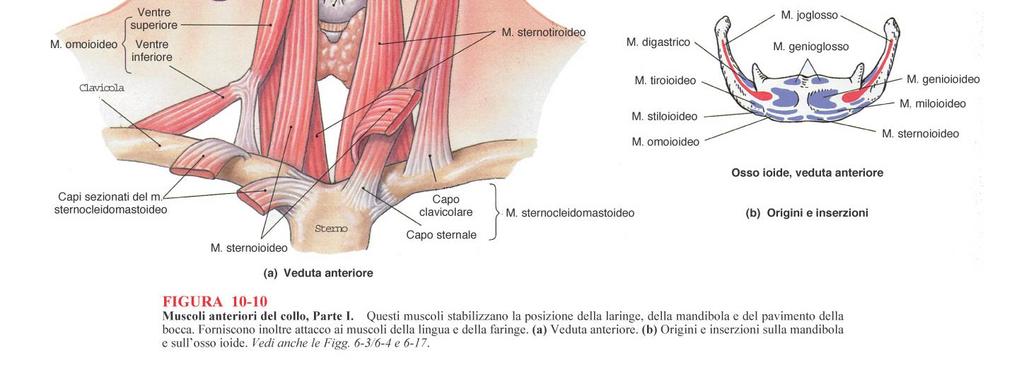 della cavità orale Muscoli sottoidei: