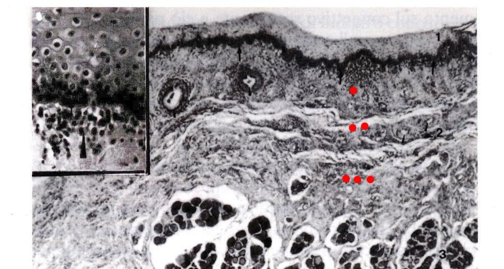 STRUTTURA