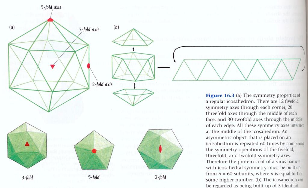 Icosahedral models seen,